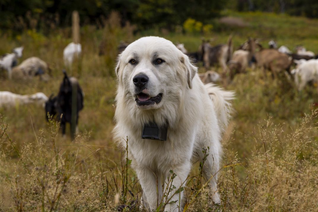 Large white dog standing in grass