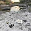 Drought Reveals 113-Million-Year-Old Dinosaur Tracks in Texas icon