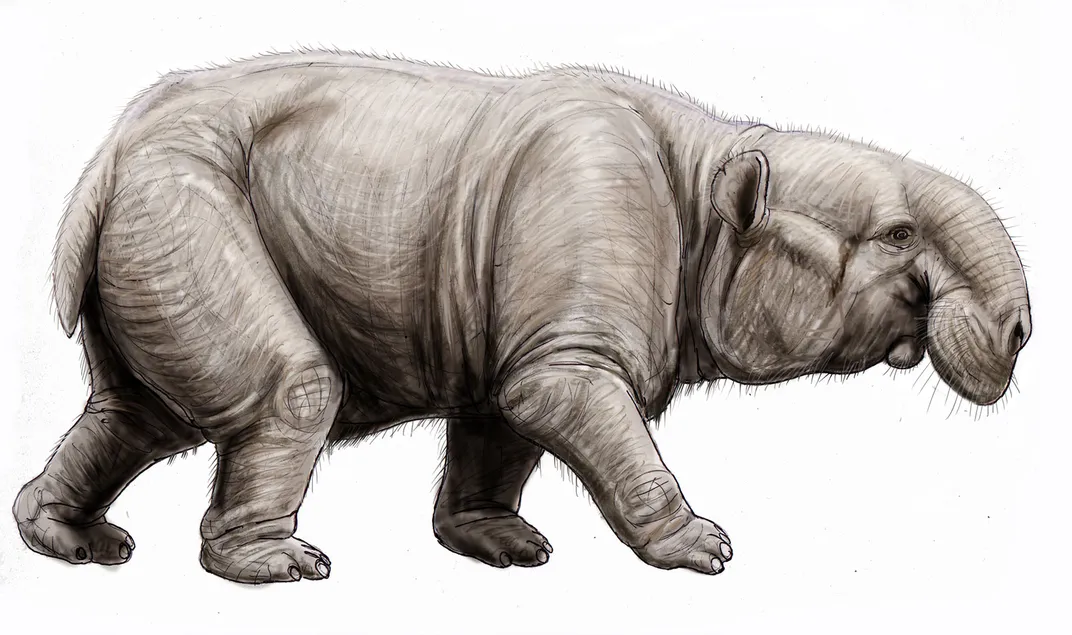 Barytherium