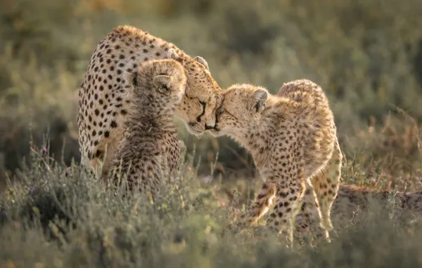 Cheetah Family Love thumbnail