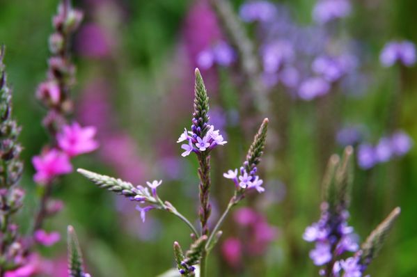 The smallest flowers thumbnail