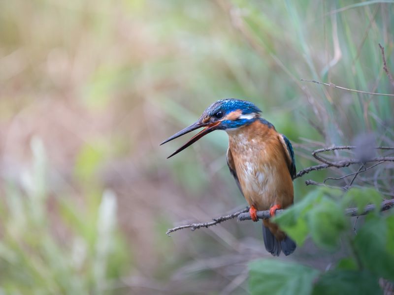 King Fisher Smithsonian Photo Contest Smithsonian Magazine