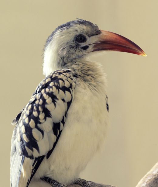 Red-billed-hornbill-2JC.jpg