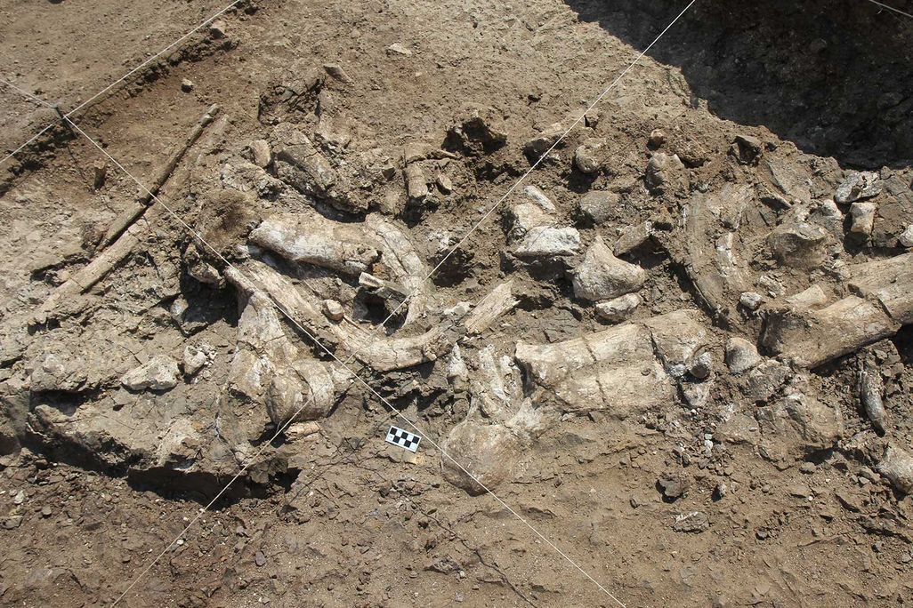 Fossil Hippo Skeleton