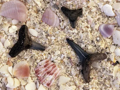 Four Places to Find Fossilized Shark Teeth in the United States image