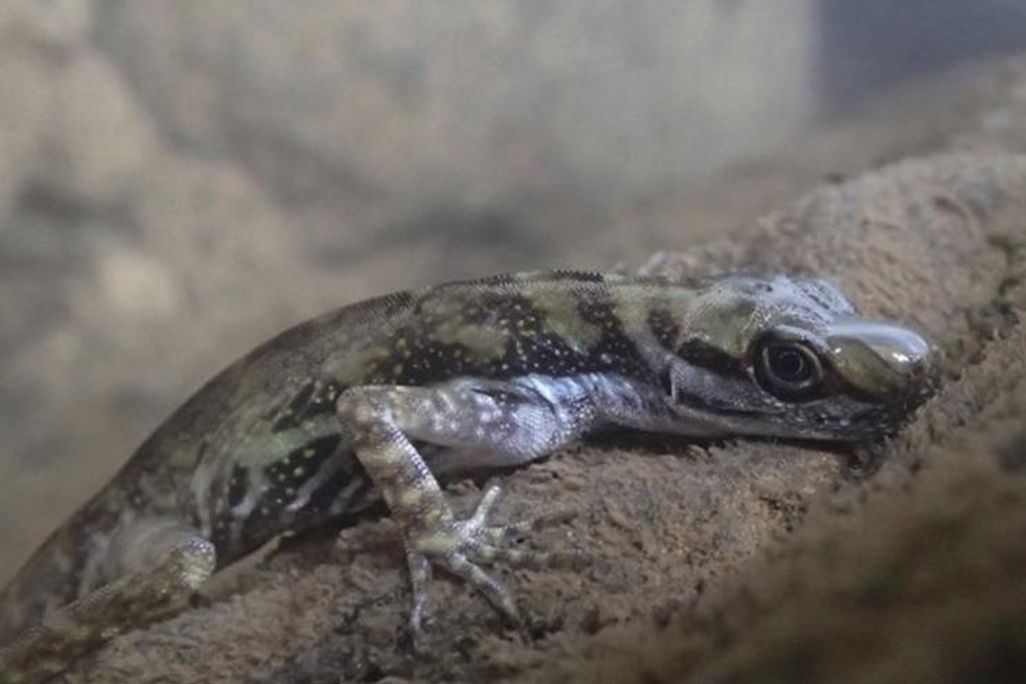 A photo of a lizard underwater with a bubble on the tip of its snout. 