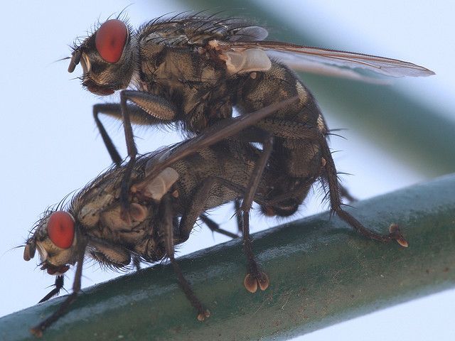 20120725012018flies.jpg