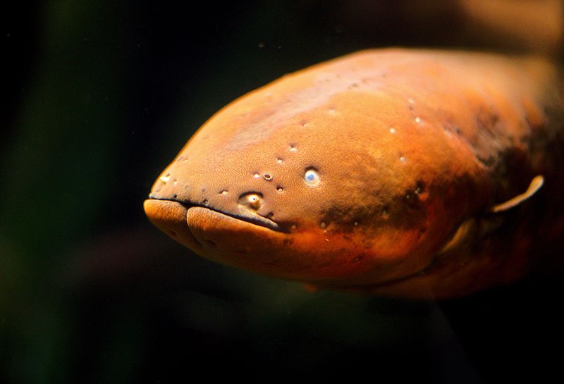 electric-eel.jpg