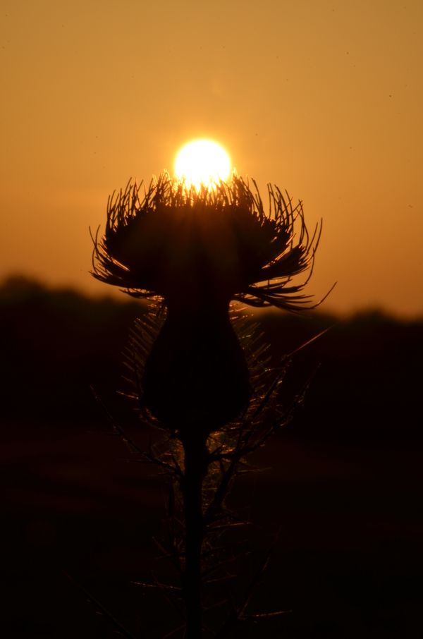 The Thistle and the Sun thumbnail