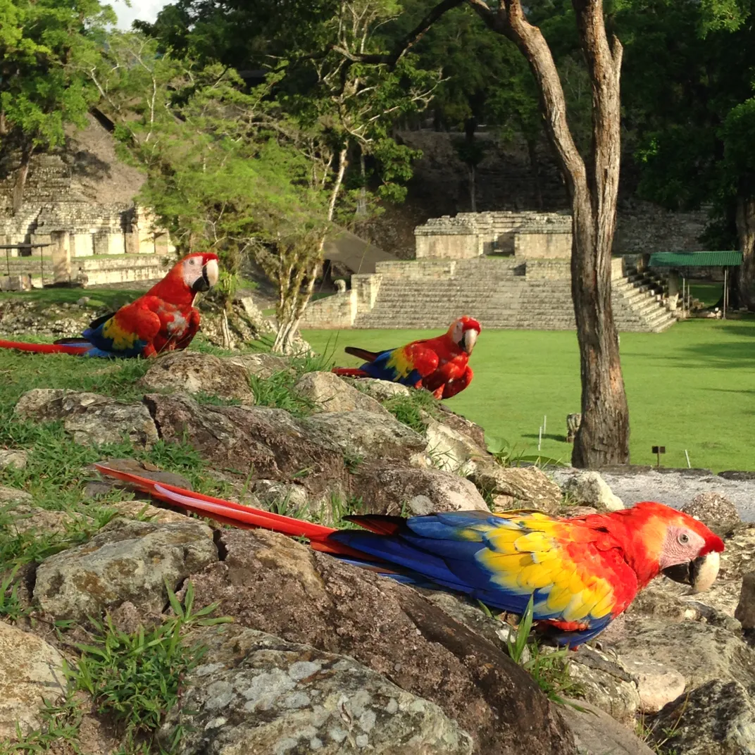 Macaws