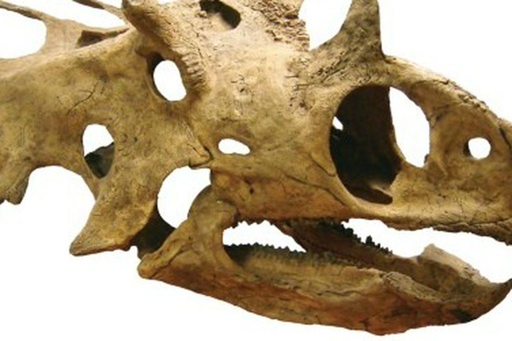 Utahceratops