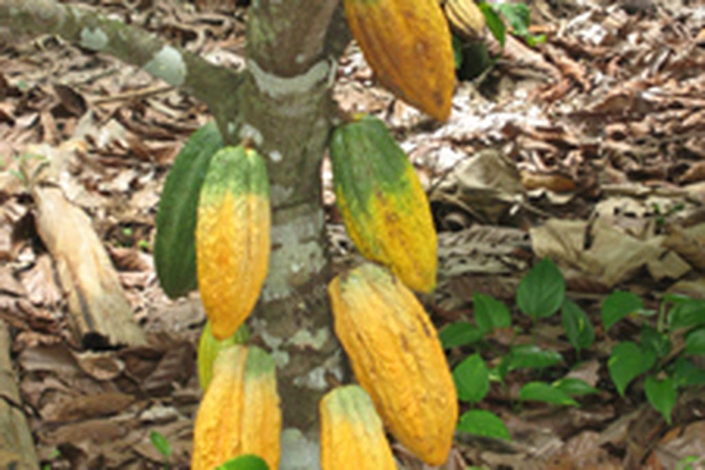 20110520110709HDM_Cocoa-Pods-Lo-Res1.jpg