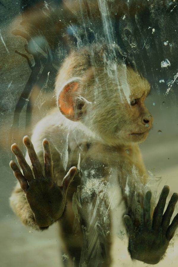 A Monkey at the zoo of Limassol on the island of Cyprus thumbnail