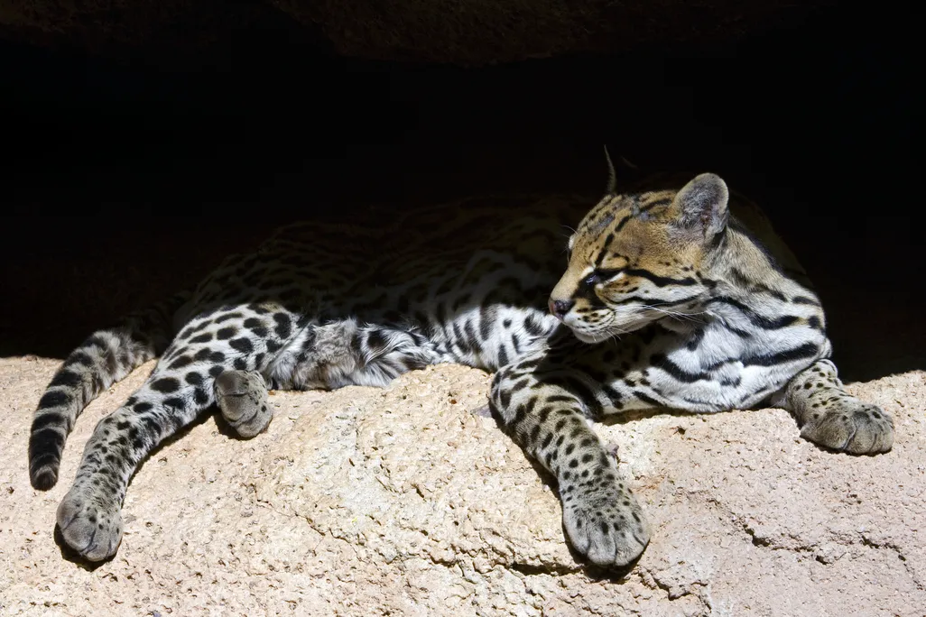 an ocelot sits on a rock, part of its back in shade