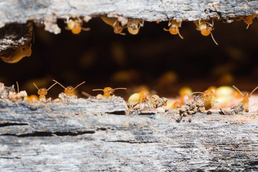 Termites
