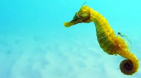 The seahorse may appear ungainly, but it’s actually a sophisticatedly engineered copepod-killing machine.