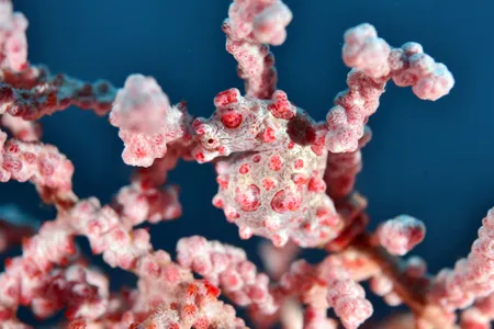Pygmy seahorses are exceptional camouflage artists.