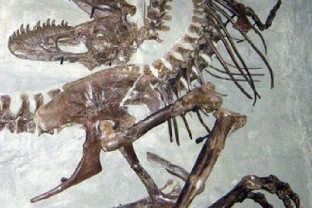20110520083129gorgosaurus_death_pose-294x300.jpg