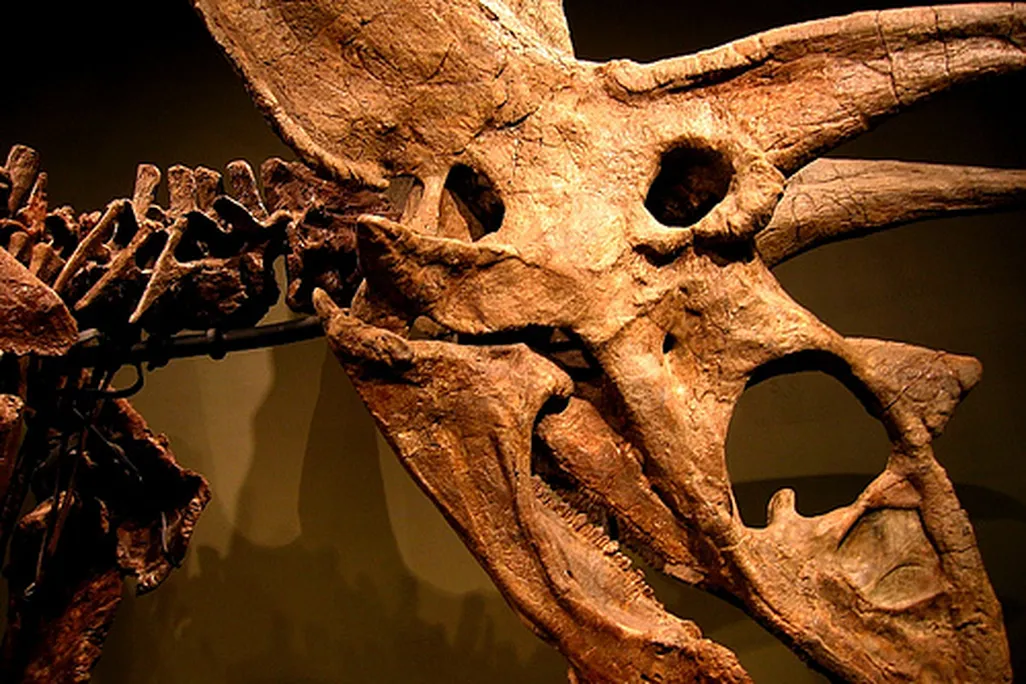 20110520083256titanoceratops-skull-sam-noble.jpg
