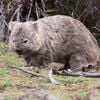 Wombats Poop Cubes, and Scientists Finally Got to the Bottom of It icon