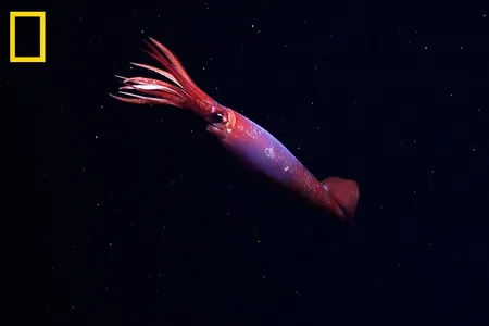 The squid species had only been known from dead specimens found in fishing nets or the stomachs of other animals.