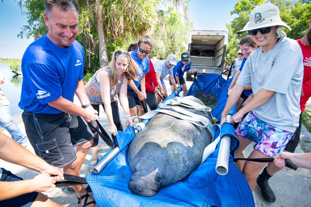 Rescuers Reintroducing Manatee