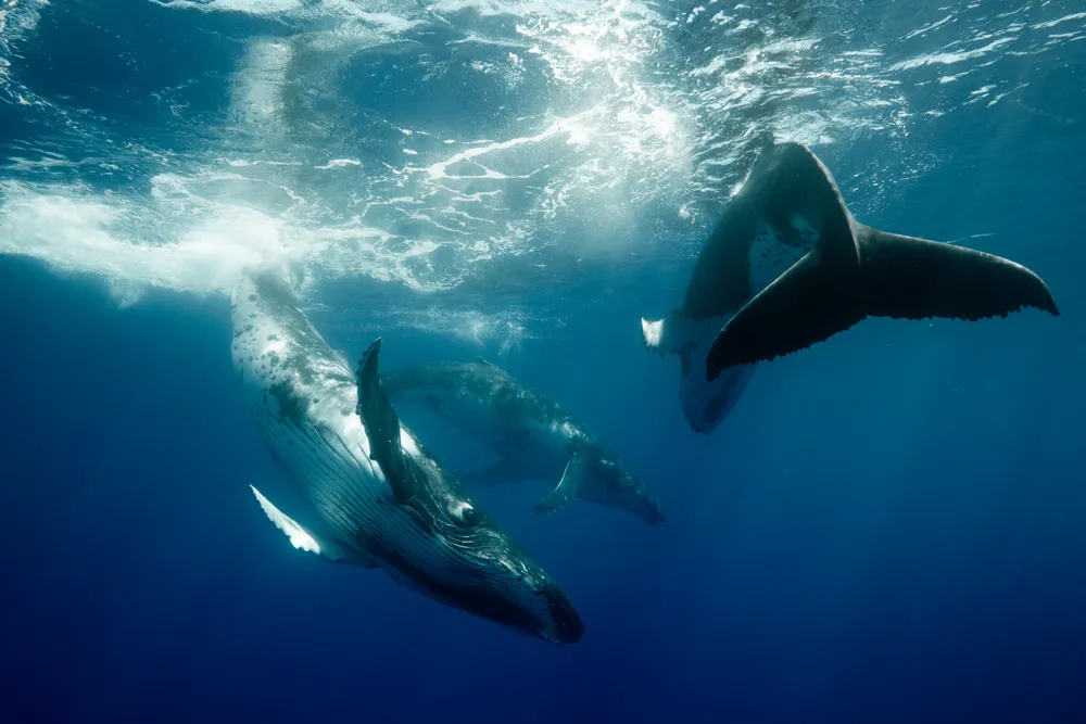 As these humpback whales played on the surface, I slipped beneath the water at the same time as one of the whales. I felt a connection and a mutual respect between myself and these gentle giants. It's moments like these where time stands still.