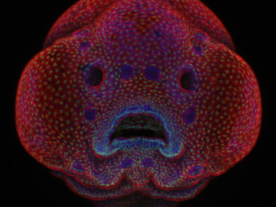 A four-day-old zebrafish embryo captured by Dr. Oscar
Ruiz at The University of Texas MD Anderson Cancer Center. 10x magnification, confocal 

