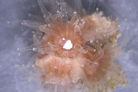 A coral polyp chowing down on a flake of white plastic