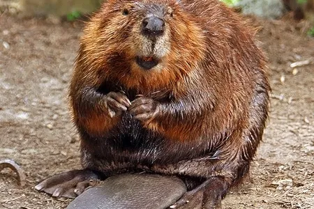 Castoreum, an edible, sweet-smelling substance, is found in the castor sacs of beavers.