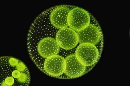 Life on our planet without photosynthesis—and oxygen—is unthinkable, yet it existed for hundreds of millions of years.