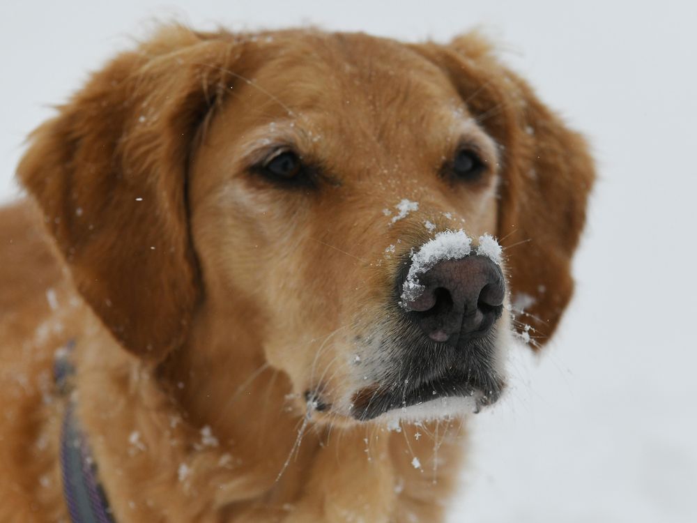 golden retriever with snow on its nose