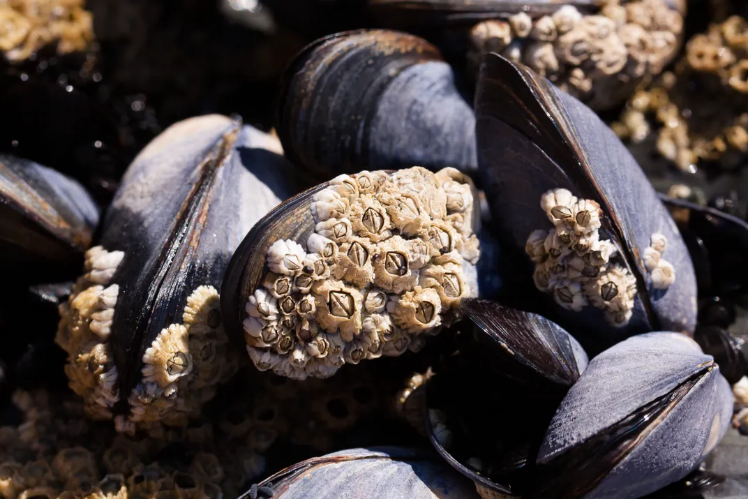 A cluster of barnacles growing on the shells of muscles