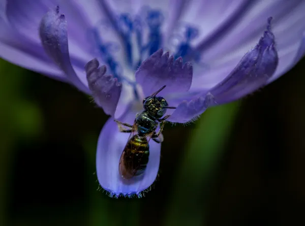 Good Morning, Chicory! thumbnail