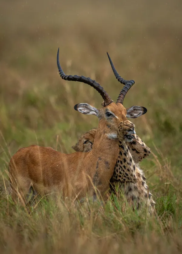 Persistance thumbnail