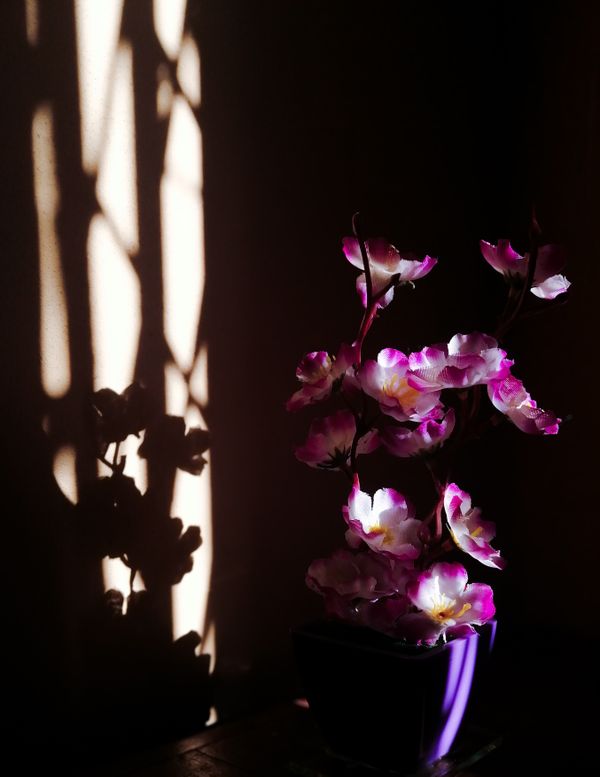 A flower vase illuminated by natural light thumbnail