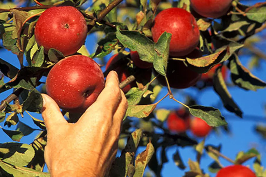 Apples in Sonoma County California