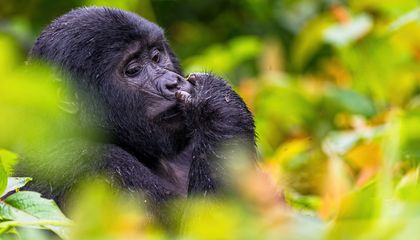 Celebrate World Gorilla Day With 15 Primate Pictures