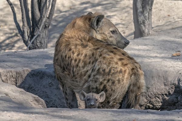 Hyena baby with adult thumbnail