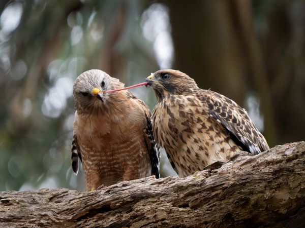 Tug of war thumbnail