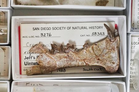 A fossil of a Diegoaelurus jawbone was recovered from a construction site in Oceanside, California.