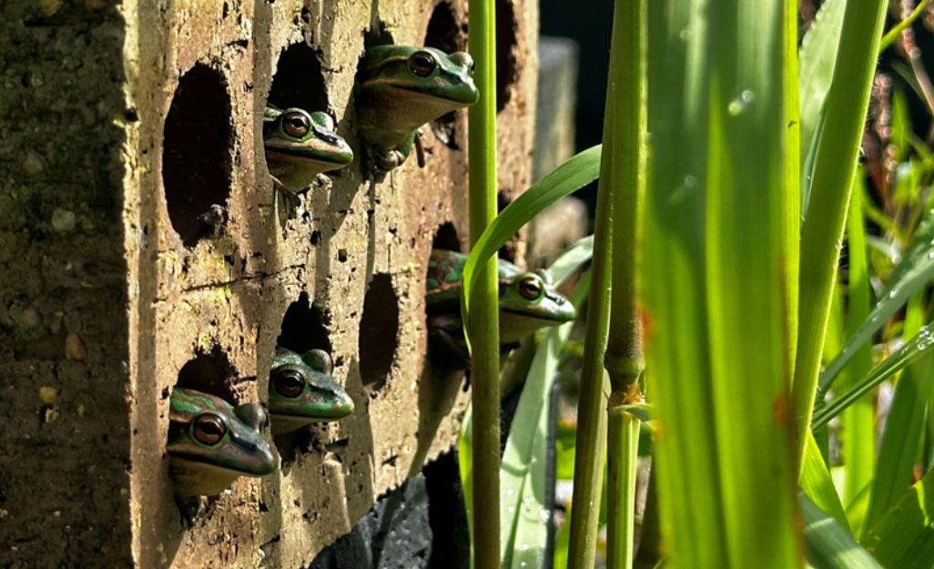 Frogs sticking heads out of brick holes next to green foliage
