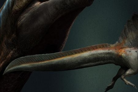 An artist's reconstruction of Spinosaurus, showing a paddle-like tail that would have helped it swim.