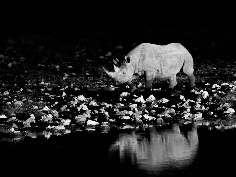 Night Walker Smithsonian Photo Contest Smithsonian Magazine