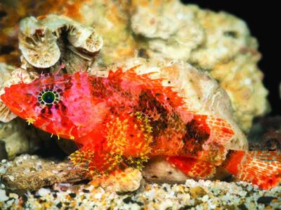Named for photographer Barry Brown, meet the newly discovered scorpionfish Scorpaenodes barrybrowni.
