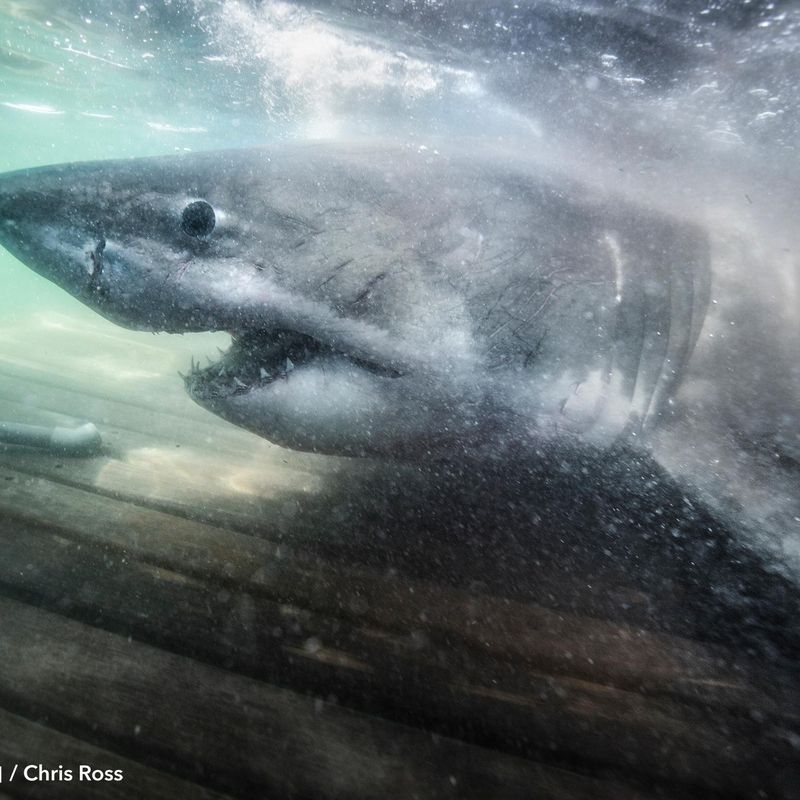 petite motif • • Without a doubt, this baby tiger shark is one of my  favourite ocean encounters to date. It's quite rare