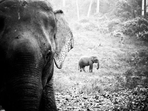 Asian elephants in Chiang Mai thumbnail