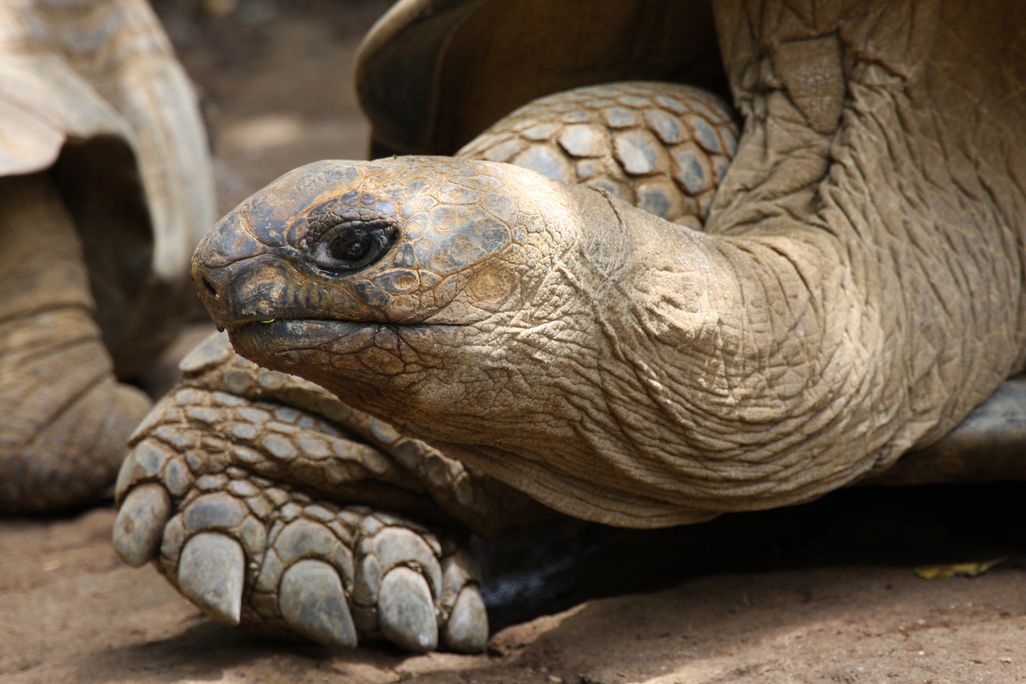 Close up of the face and front foot of a brown-colored giant tortoise