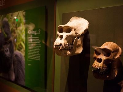 The male mountain gorilla Limbo (left) and Green Lady, a female from the same species, are on view in the exhibition, "Objects of Wonder," at the Natural History Museum.