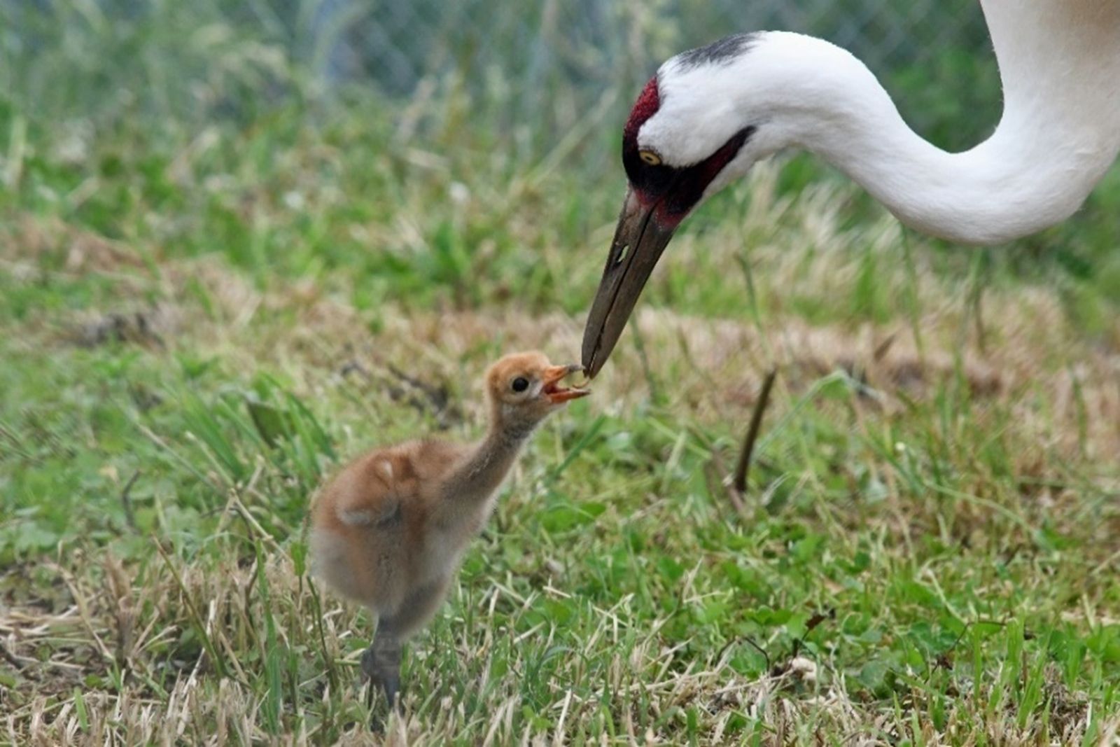 Endangered Whooping Crane Hatches at Smithsonian National Zoo Site